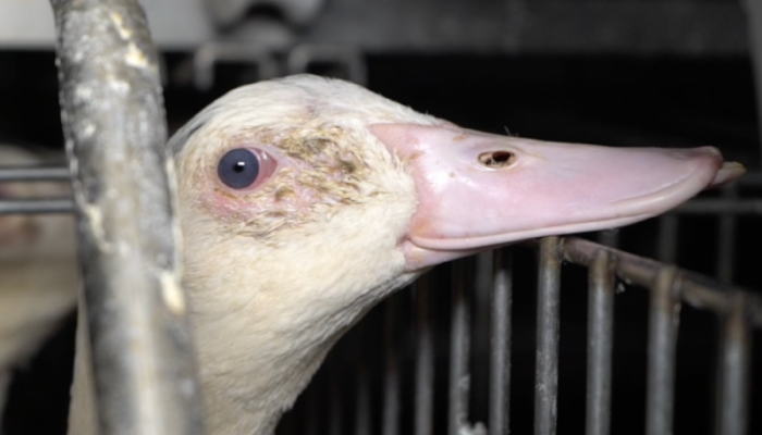 Gaïa attaque la Région wallonne en justice concernant la pratique du gavage  des oies et des canards pour la production de foie gras 