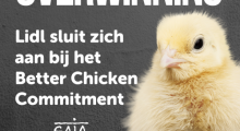 Better Chicken Commitment