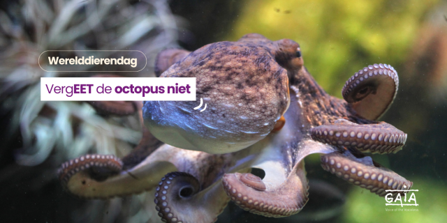 werelddierendag - octopus - Gaia