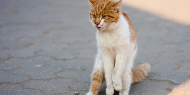 Chat-stérilisation 