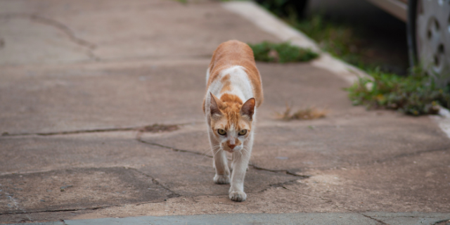 stérilisation des chats