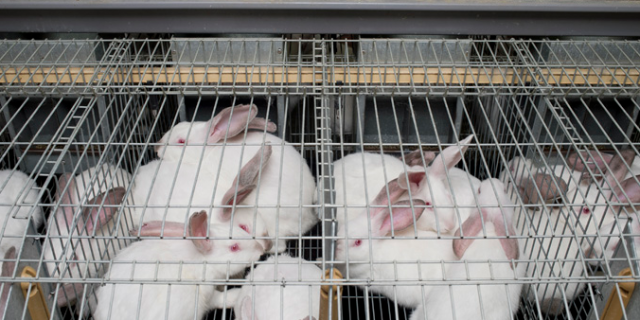 Federaal selecteer hoed Kooien voor konijnen binnenkort verleden tijd | GAIA