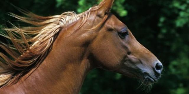 Gruwelijke mishandeling Argentijnse slachtpaarden voor Belgische |