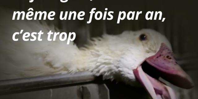 Journée mondiale anti foie gras : le faux-gras, une alternative